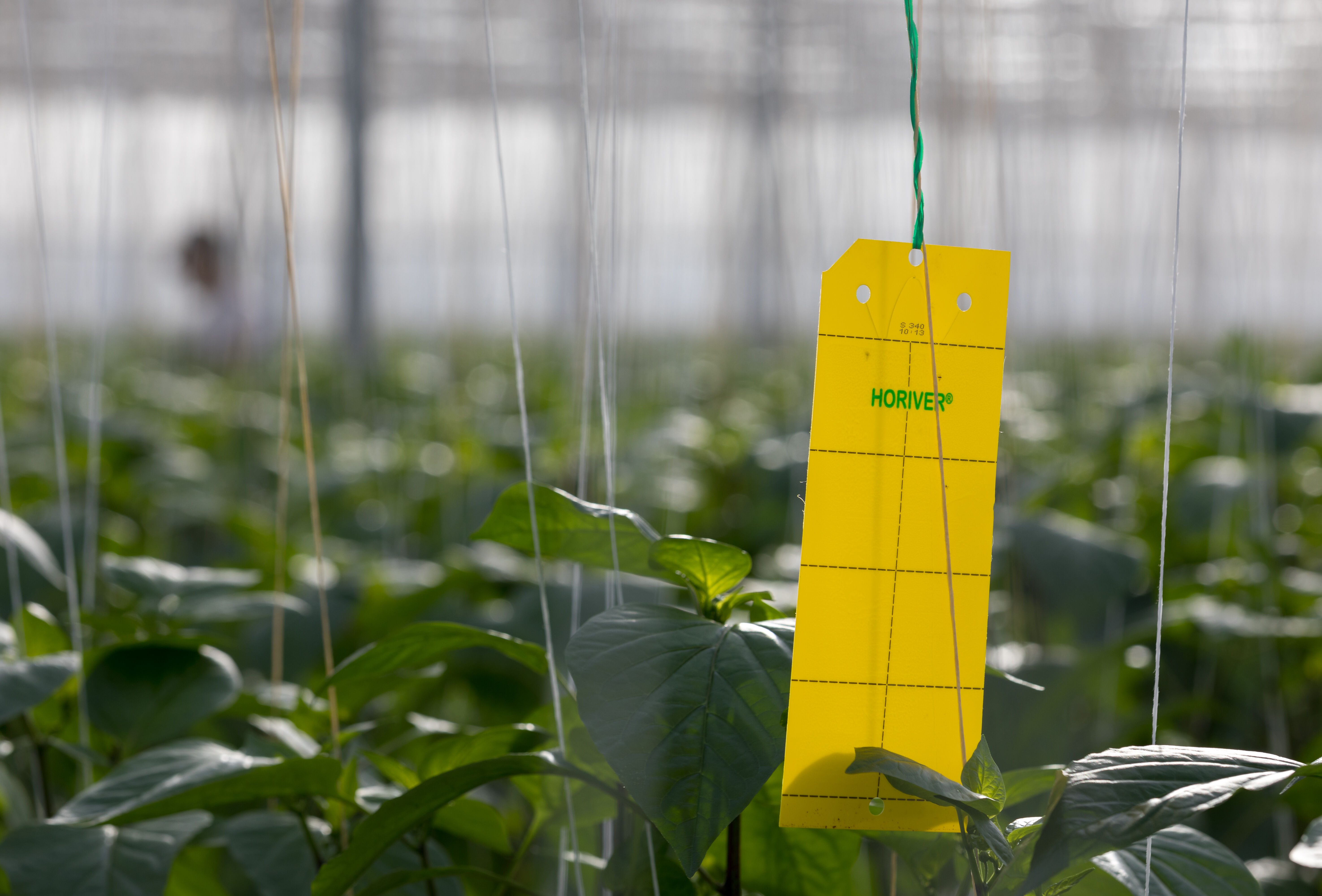 Gelbe Karte gegen Weiße Fliege und Thrips!