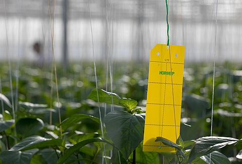 Gelbe Karte gegen Weiße Fliege und Thrips!