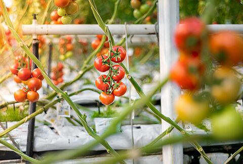 Tomaten