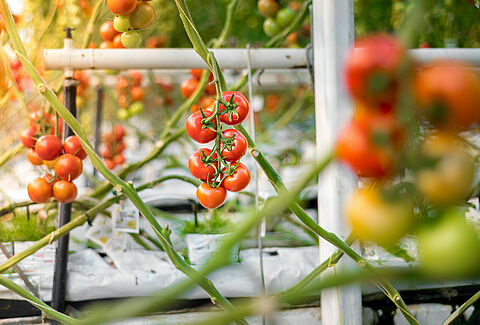 Tomaten