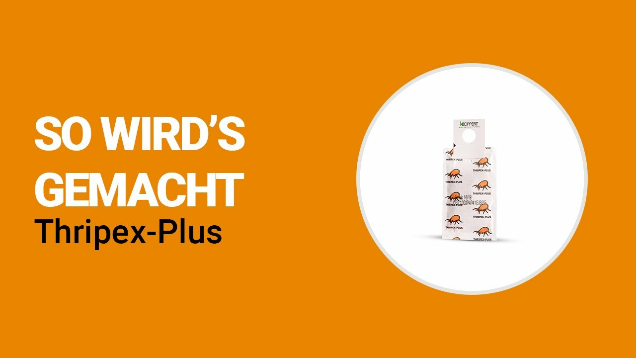 So wird’s gemacht - Koppert Thripex-Plus