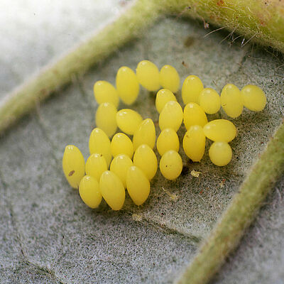 Adalia bipunctata Eistadium