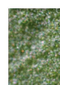 Spidex Vital Trial Results - © Koppert Biological Systems Spidex Vital Trial Results