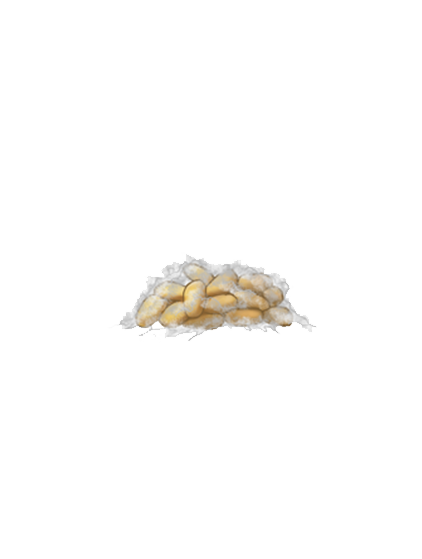 Planococcus citri egg sac with eggs