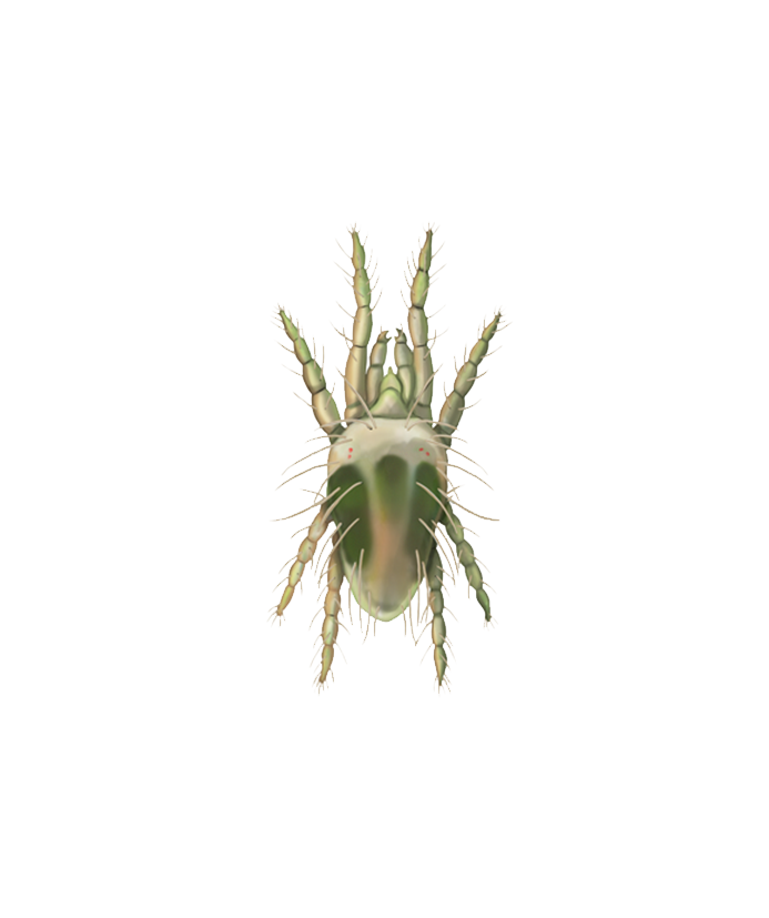 Tetranychus urticae adult male
