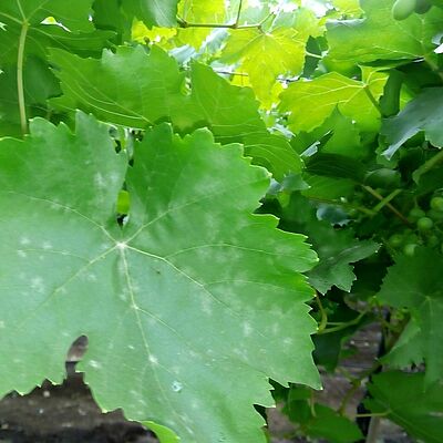 Grapevine powdery mildew Uncinula necator