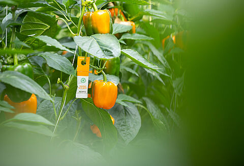 Vorsichtsmaßnahmen für Produktallergien