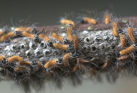 Eichenprozessionsspinner clever bekämpfen