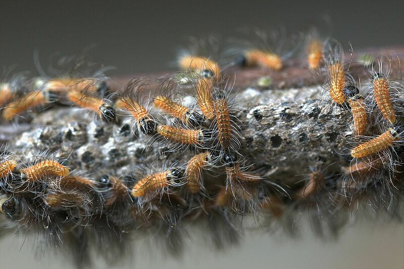Thaumetopoea_processionea_Koppert_Biological_Systems-1.jpg