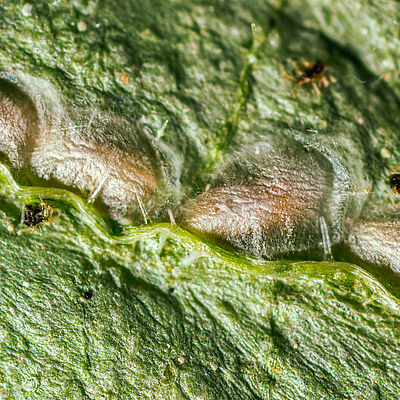 Feltiella acarisuga puppen Stadium