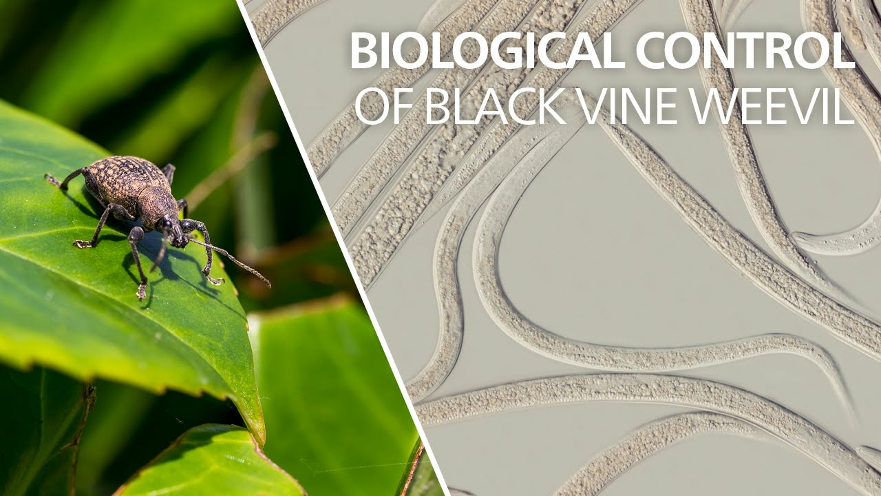 Biological control of black vine weevil - Heterorhabditis bacteriophora