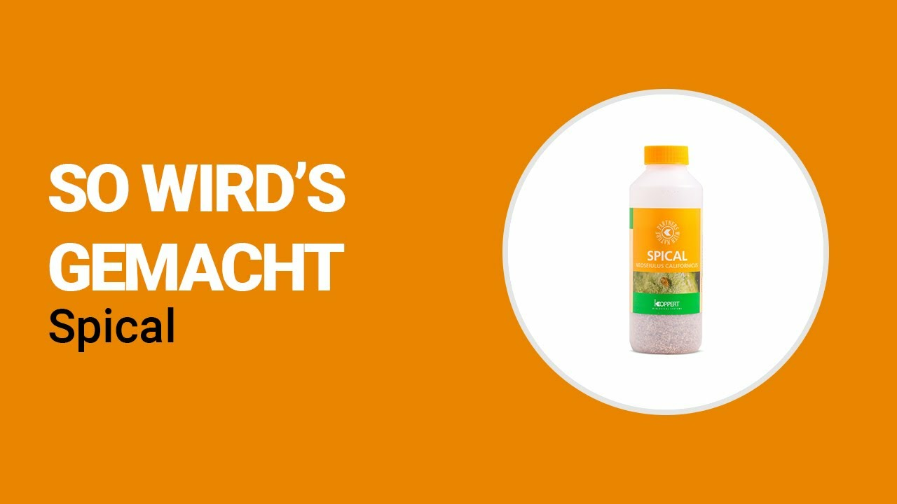 So wird’s gemacht - Koppert Spical