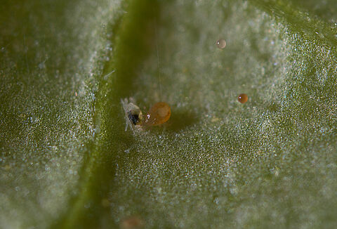 Spical gegen Spinnmilben in Erdbeeren