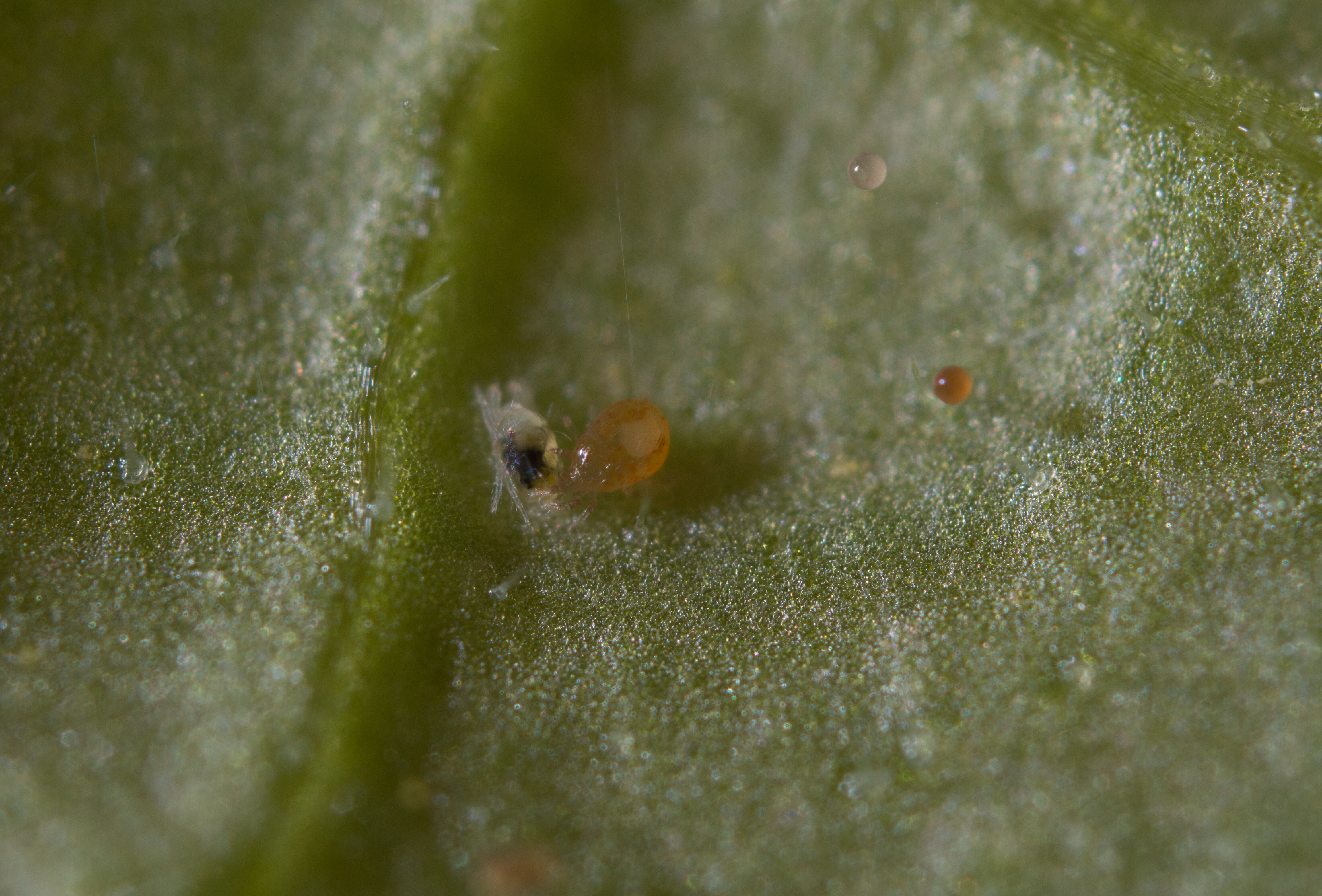 Spical gegen Spinnmilben in Erdbeeren