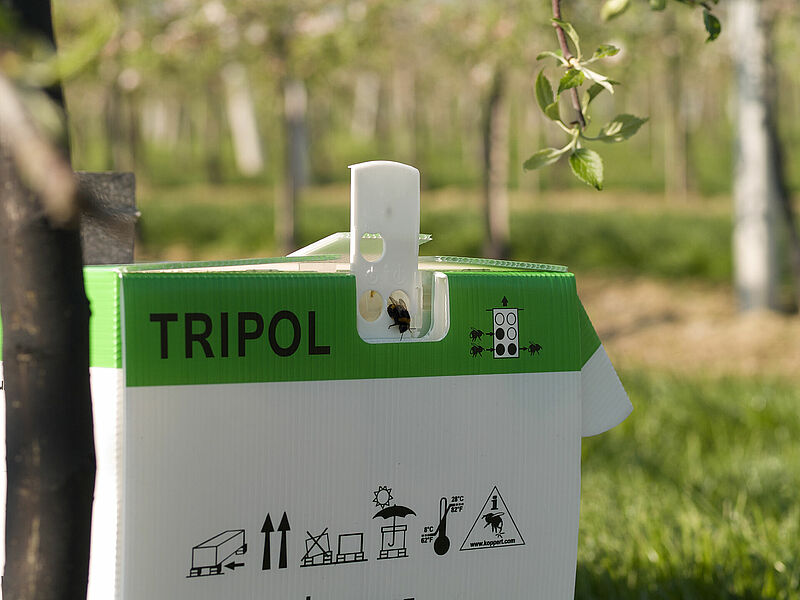 Tripol_Koppert_BIological_Systems-5.jpg