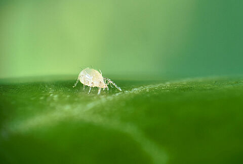 Montdo Ulti-Mite - Innovative Abwehr gegen invasive Thripse