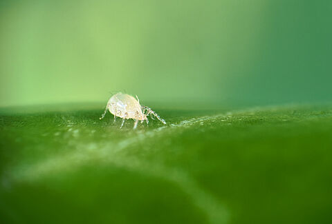 Montdo Ulti-Mite - Innovative Abwehr gegen invasive Thripse