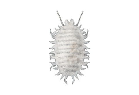 Wolll- und Schildäuse