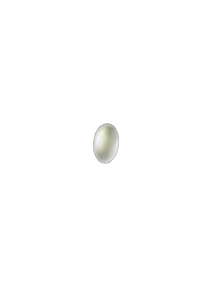 Bradysia paupera egg