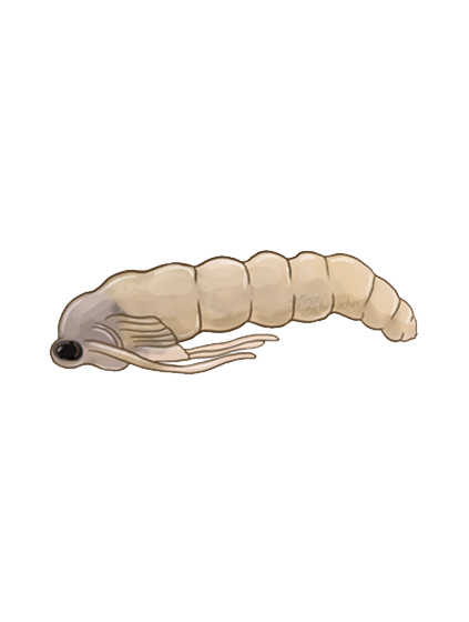 Bradysia paupera pupa