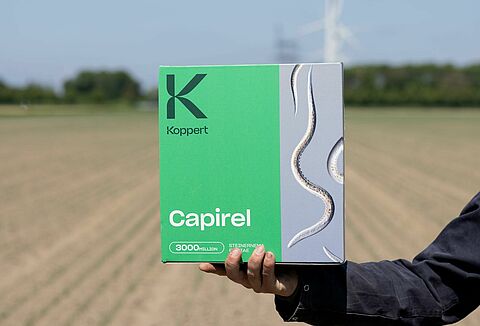 Nützliche Nematoden zur Bekämpfung der Saatgutfliege bei Bohnen