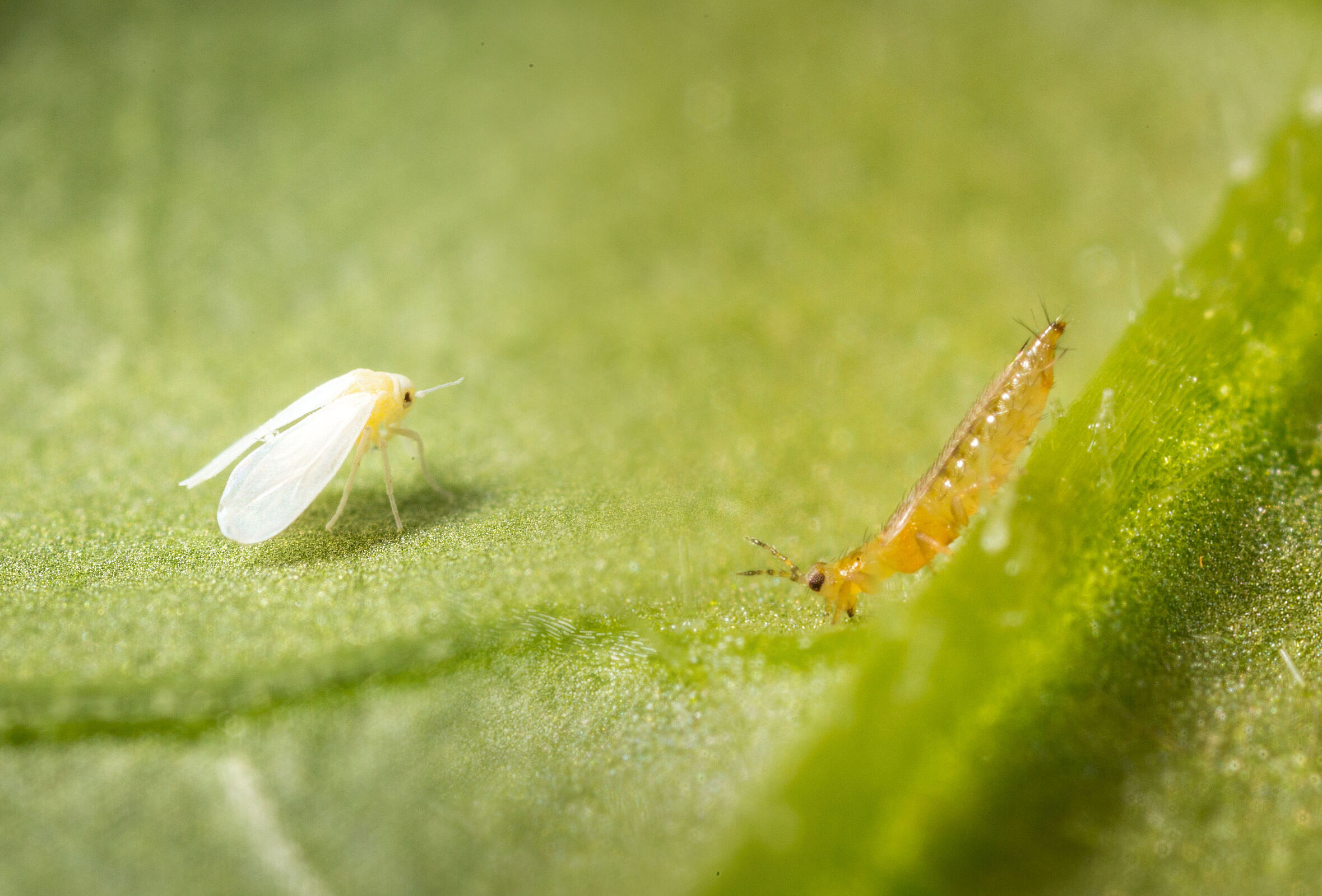 Paprika: Erster Nützlingseinsatz zu Kulturbeginn