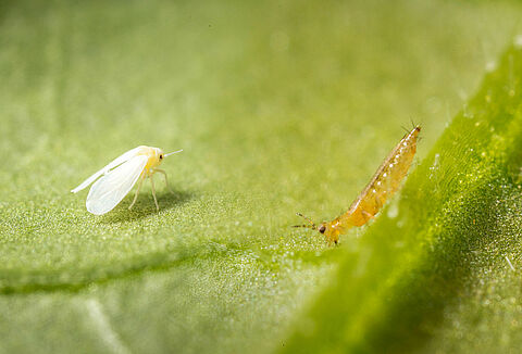Paprika: Erster Nützlingseinsatz zu Kulturbeginn
