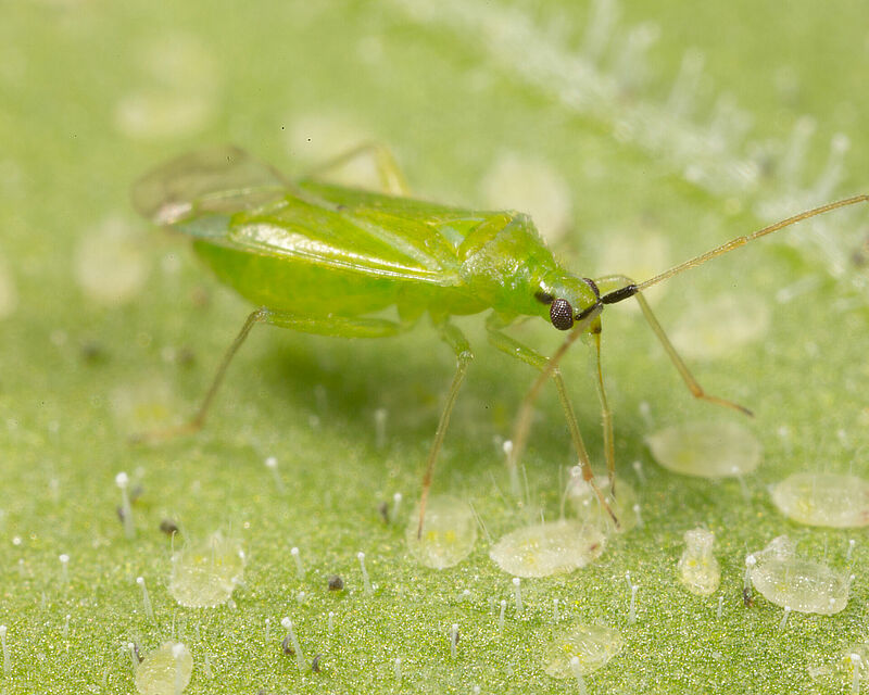 Macrolophus_pygmaeus_Koppert_BIological_Systems-9.jpg