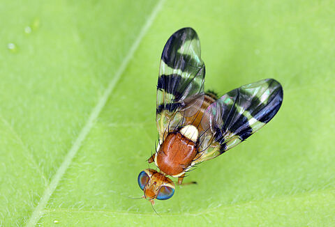 Walnut husk fly