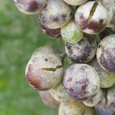 Severy powdery mildew on grapevine. Infected berries show cracking and scaring.