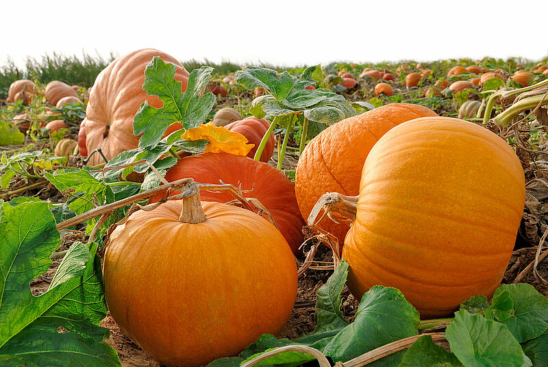 Pumpkin_Koppert_Biological_Systems-1.jpg