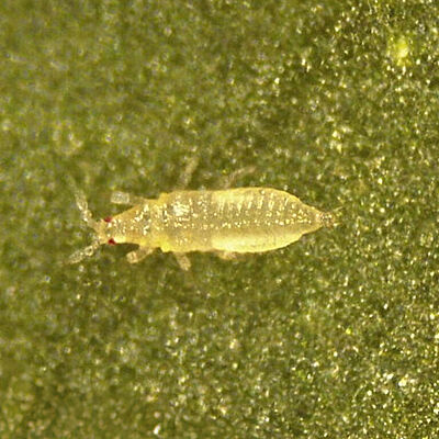 Thrips Parvispinus Larva 1