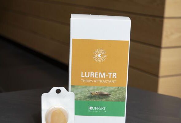 Lurem-TR ist wieder da!