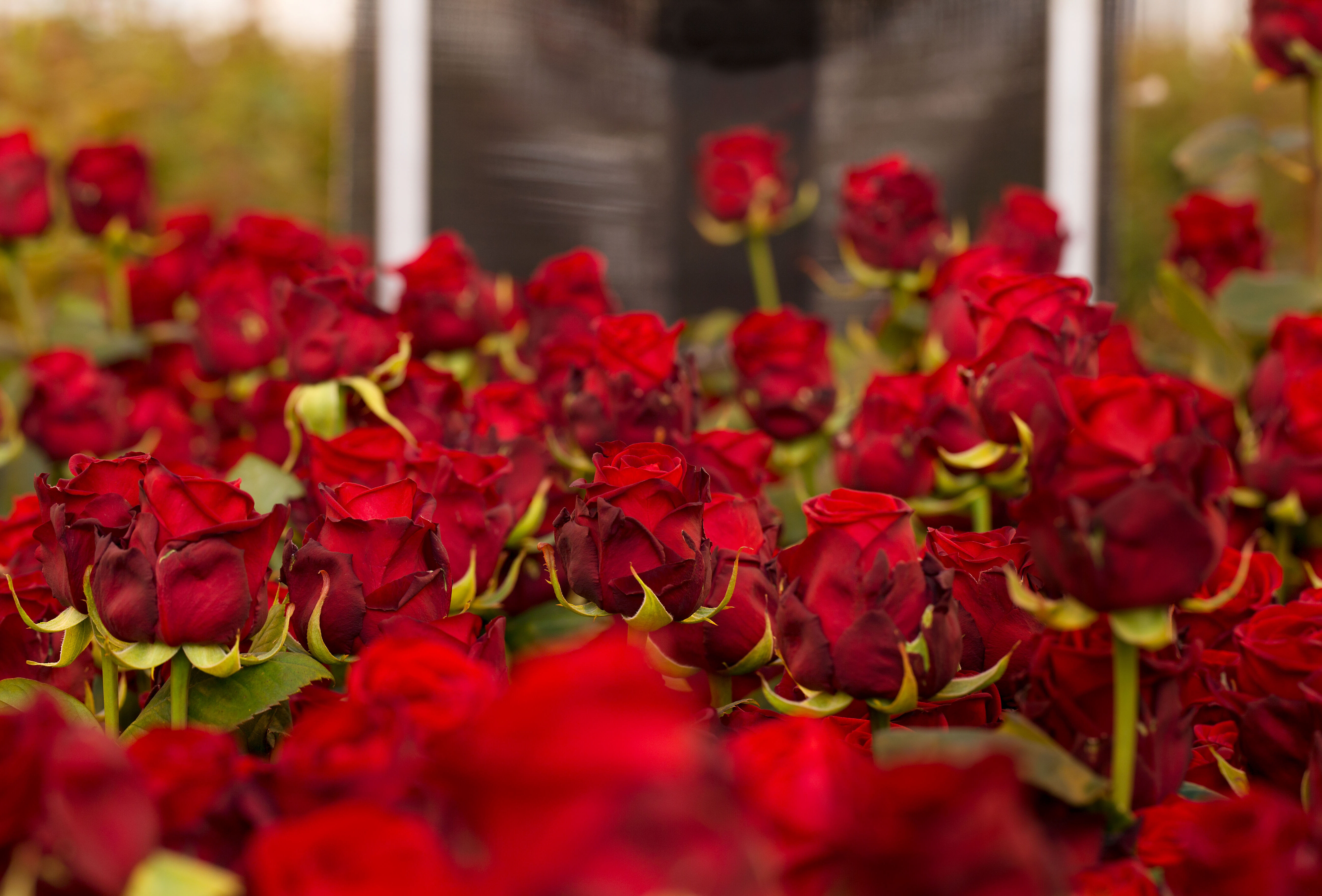 Strategien zur Blattlausbekämpfung in Rosen