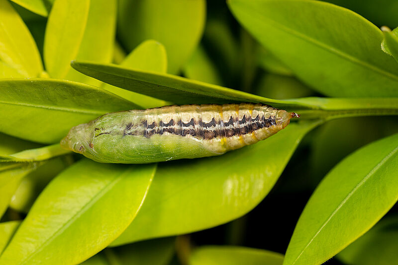 Cydalima_perspectalis_Koppert_BIological_Systems-21.jpg