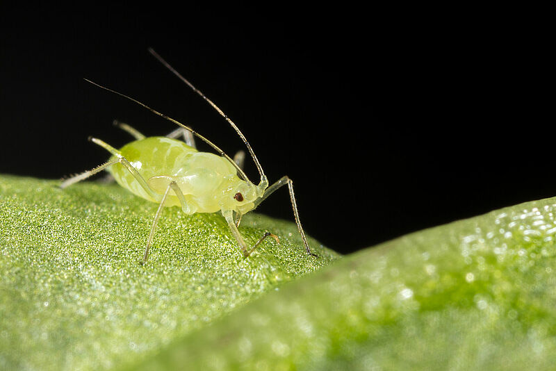 Aulacorthum_solani_Koppert_BIological_Systems-13.jpg