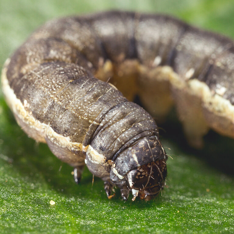 Larva of the Beet armyworm Spodoptera exigua