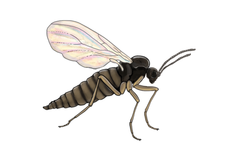 Fliegen und Mücken