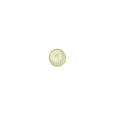 Chrysodeixis chalcites egg