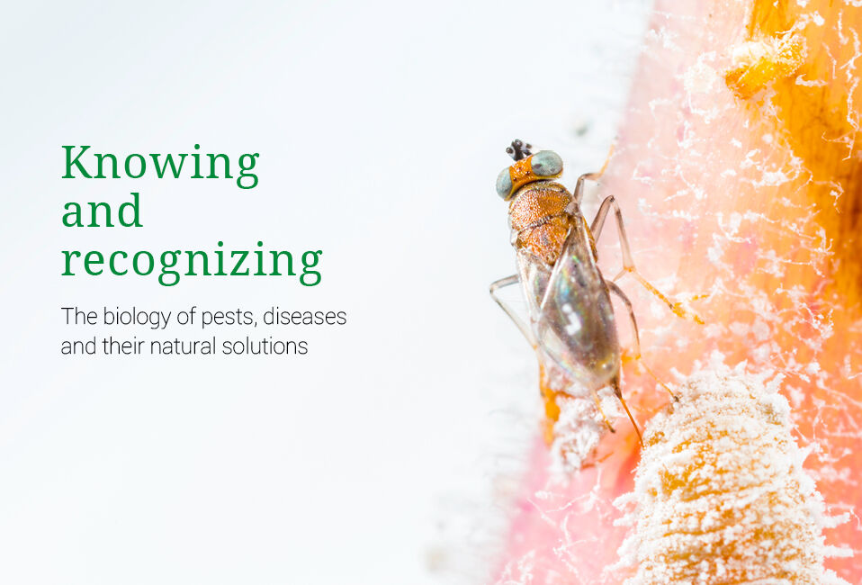 Knowing & Recognizing in 4 Sprachen