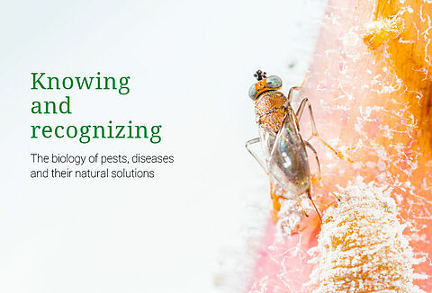 Knowing & Recognizing in 4 Sprachen