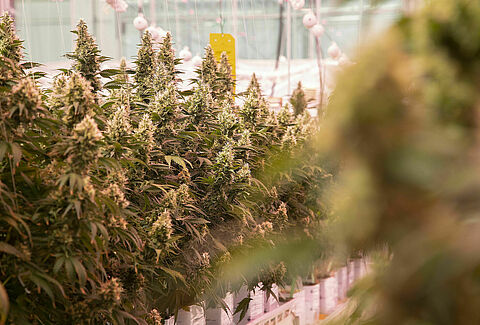 Koppert bietet Know-How im legalen Cannabis-Anbau