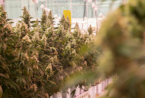 Koppert bietet Know-How im legalen Cannabis-Anbau