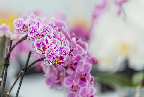 Orchidee