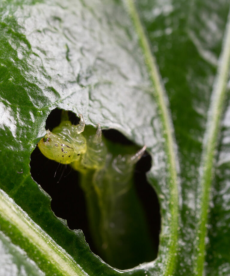 Golden twin-spot moth Chrysodeixis chalcites Larva