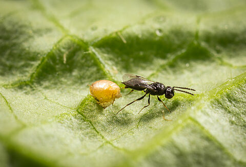 Behalten Sie Hyperparasiten im Auge!