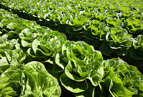 Salat