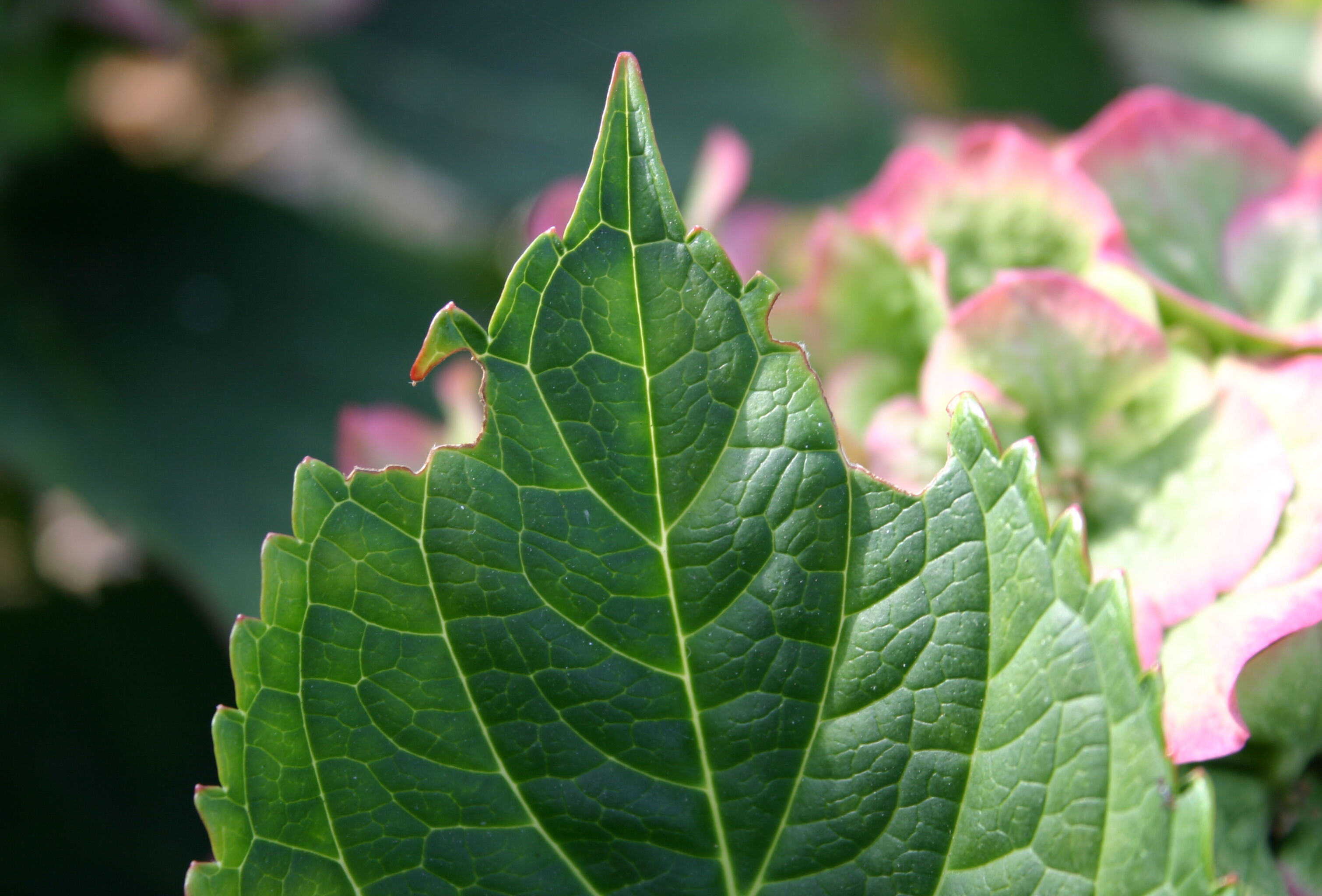 Nematoden gegen Dickmaulrüssler