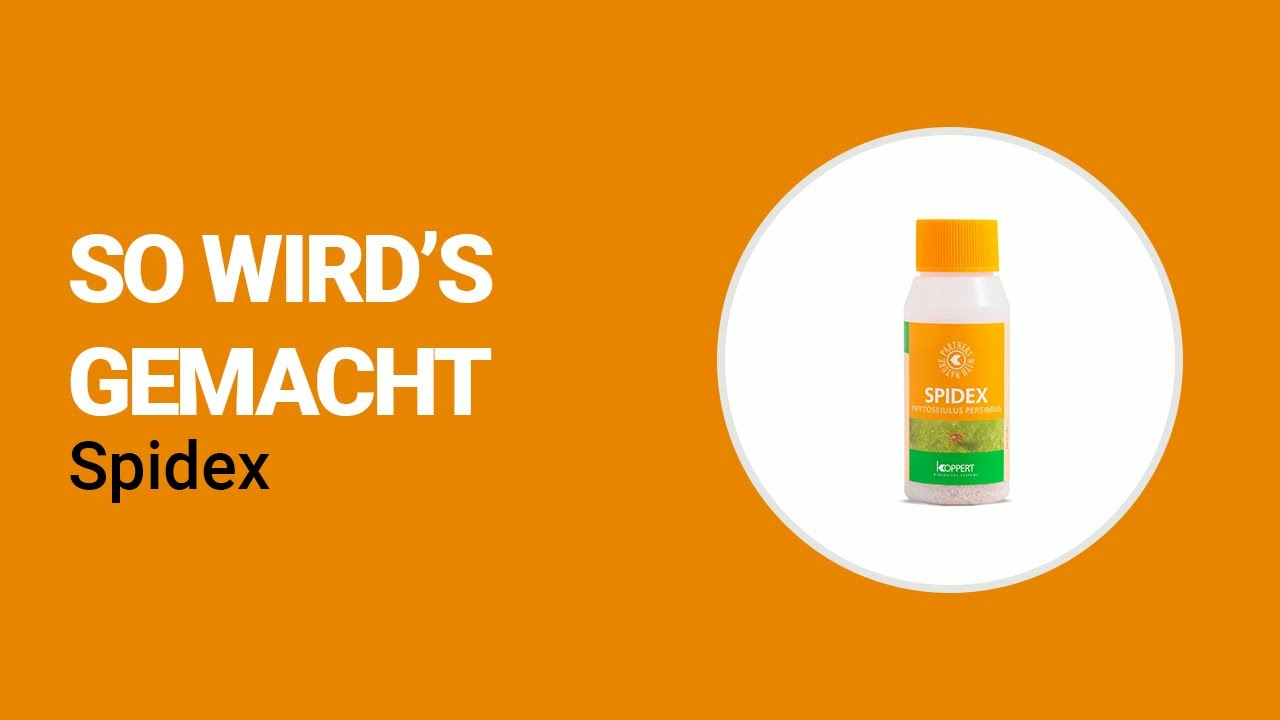 So wird’s gemacht - Koppert Spidex