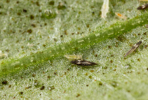 Echinothrips
